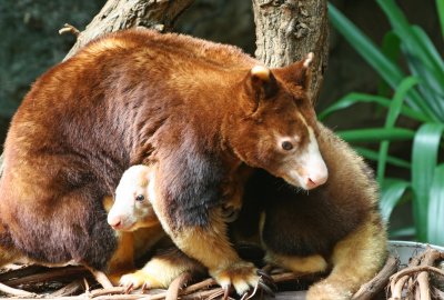 Matschle's tree kangaroo