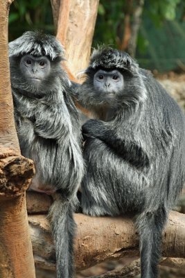 langurs