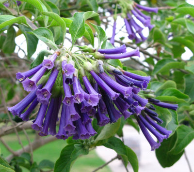 violet tubeflower
