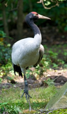 black-necked crane