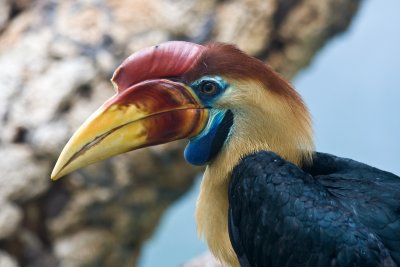 great hornbill