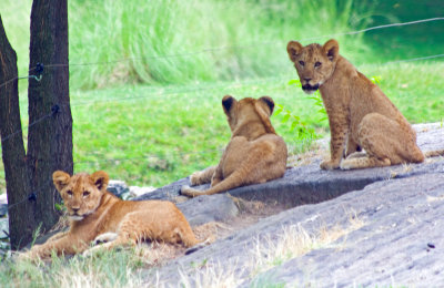 lion cubs