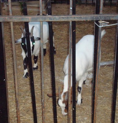 Beale St. goats