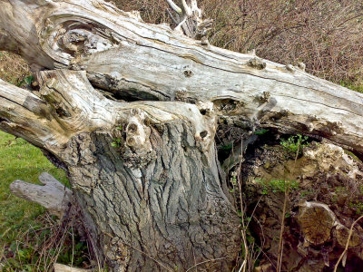 Tree in retirement