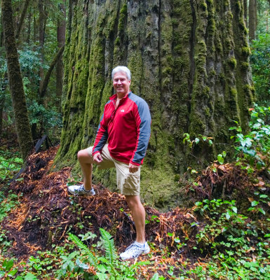 Steve was very impressed with the redwoods.