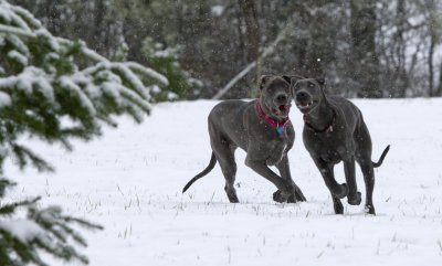 Bella & Lucy romping in the snow