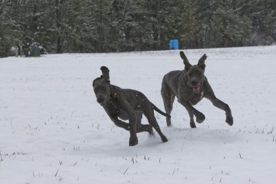 Bella just can't keep up with light footed Lucy