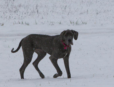Bella. She's well over 100 lbs and still growing!