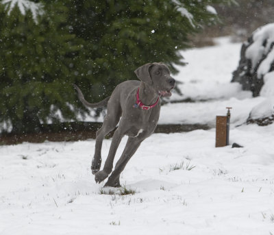 That's about the tightest turn Bella can make