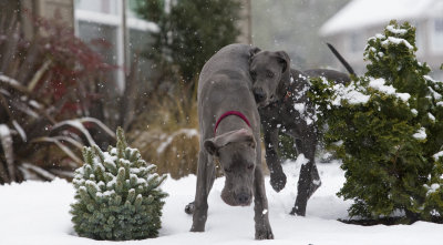 The two girls ran themsleves silly in the snow.