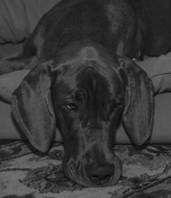_MG_1561bw.jpg