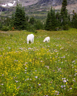 Momma and baby in Logan Pass in Glacier National Park