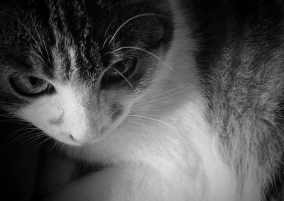 a cat is as domesticated as it wants to be