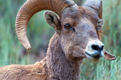 Big Horn Sheep