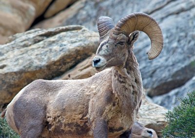 Big Horn Sheep