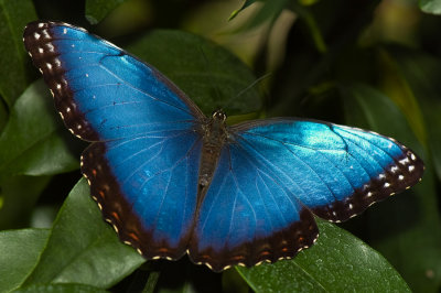 Papillons/ Butterflies