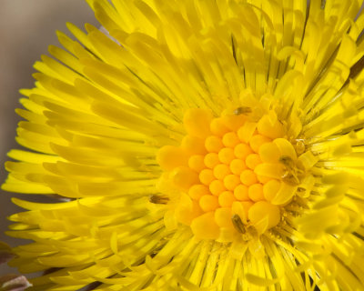 Tussilage farfara, Jardin des Sources, Ste-Thérèse, 2009