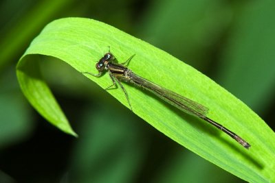 Demoiselle, Ste-Thrse, 2009