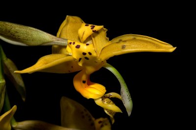 Orchidée, Jardin Botanique de Montréal, 2009