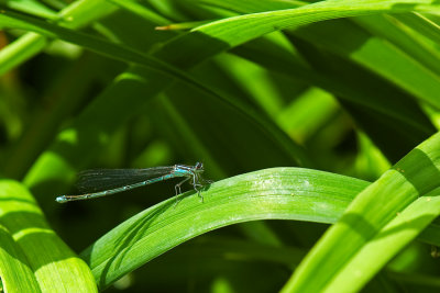 Demoiselle dans son lment, Montral, 2009
