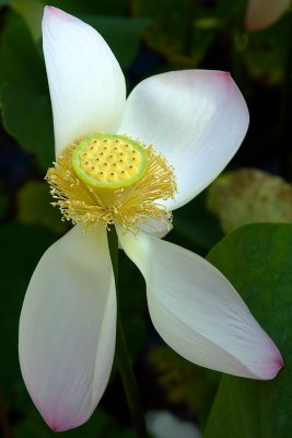 Fleur de Lotus, Jardin Botanique de Montréal, 2009