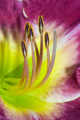 Pistil et Étamines, Jardin Botanique de Montréal, 2009