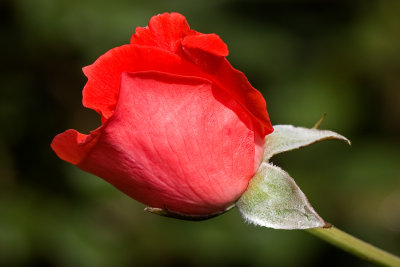 Rose rouge, Jardin Botanique de Montréal, 2009