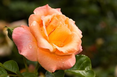 Rose orange, Jardin Botanique de Montréal, 2009