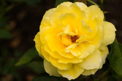 Rose jaune, Jardin Botanique de Montréal, 2009
