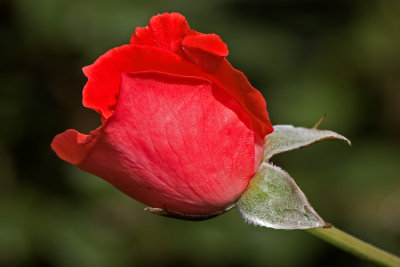 Rose rouge, Jardin Botanique de Montréal, 2009