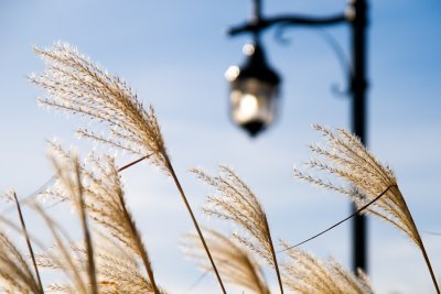 Graminées d'automne, Terrebonne, 2009