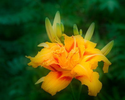 Orange, Fitch Bay, 2010