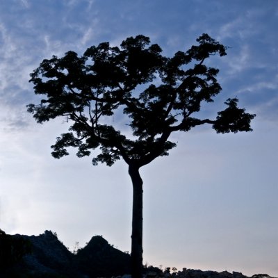 Arbre tropical au couchant, Colombie