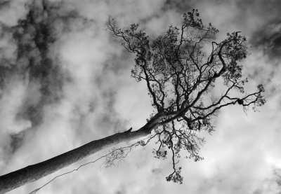 Arbre tropical, Guyane Française