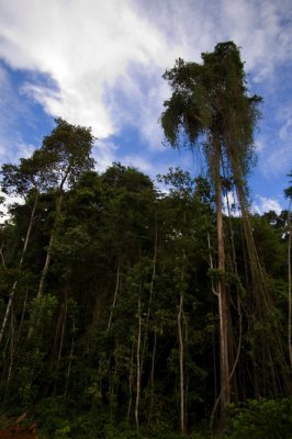 Jungle, Guyane Française