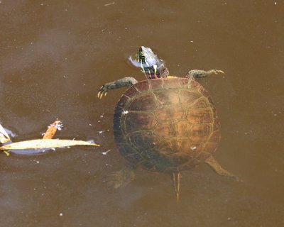 Turtle in our pond