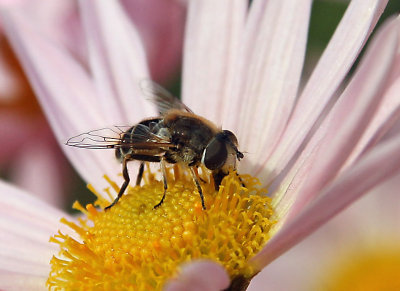  close up bee