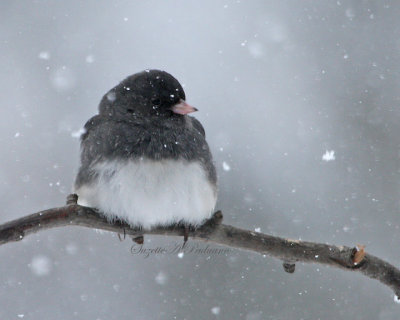  Very Chilly Junco
