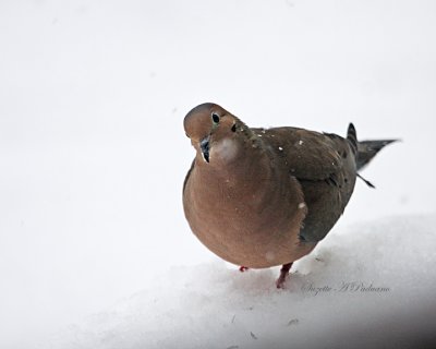  Morning Dove