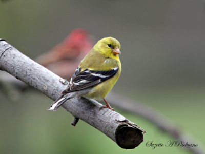 Female Gold Finch