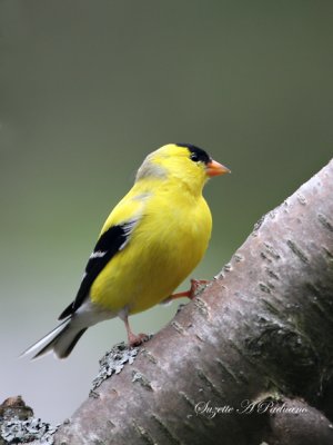 Gold Finch