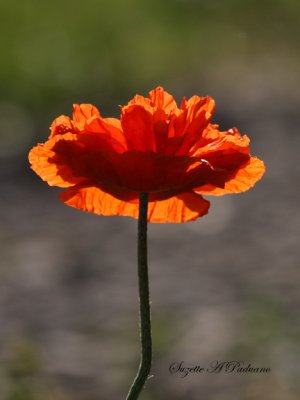A Poppy