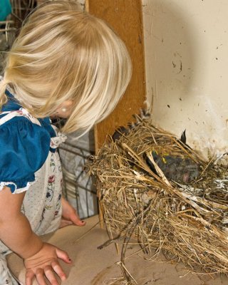  Jaden looking  a Starling nest