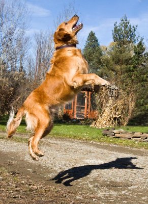 Tucker Jumps for joy