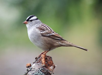 crowned sparrow
