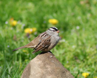 Crowned sparrow