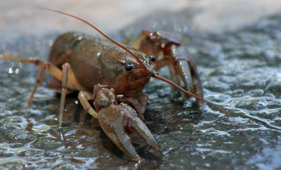  Crayfish/Crab