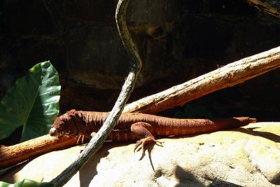 Iguane / Iguana