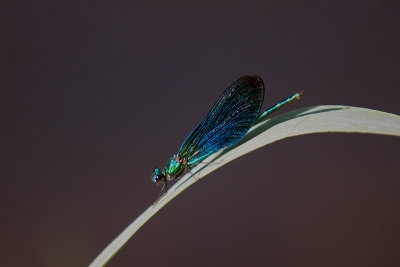 Libelulle / Dragonfly