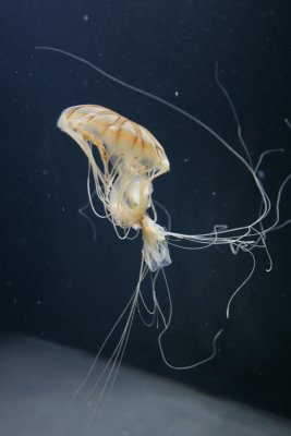 Mduse / Jellyfish